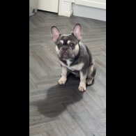 French Bulldog
