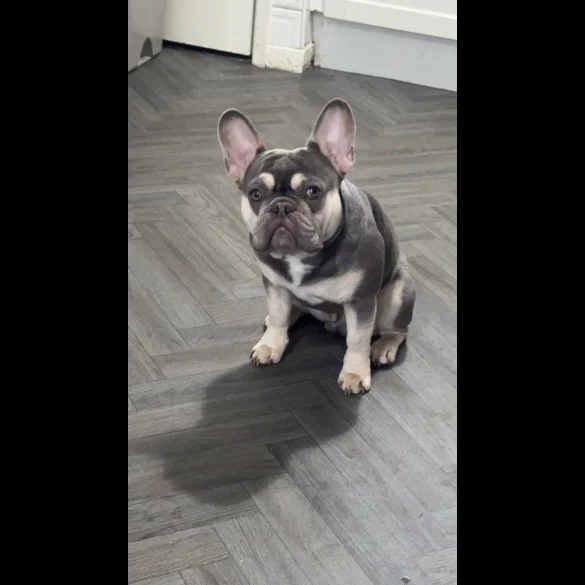 French Bulldog