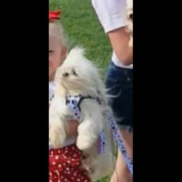 Maltese