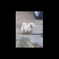 Maltese
