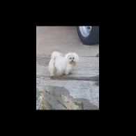 Maltese