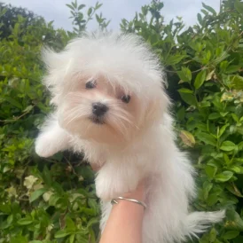Maltese - Dogs