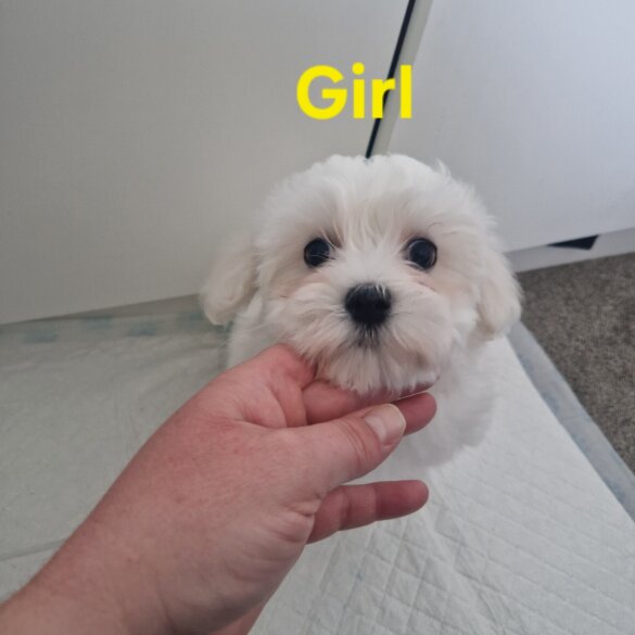 Maltese - Both