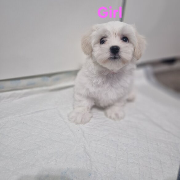 Maltese - Both