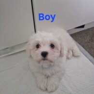 Maltese - Both