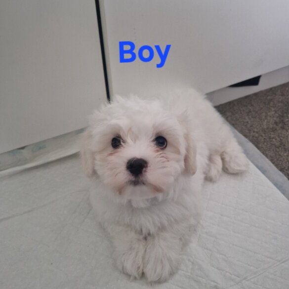 Maltese - Both