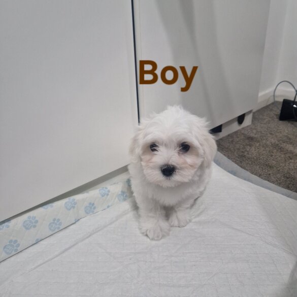 Maltese - Both