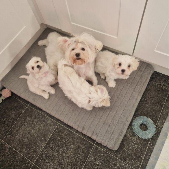 Maltese - Both