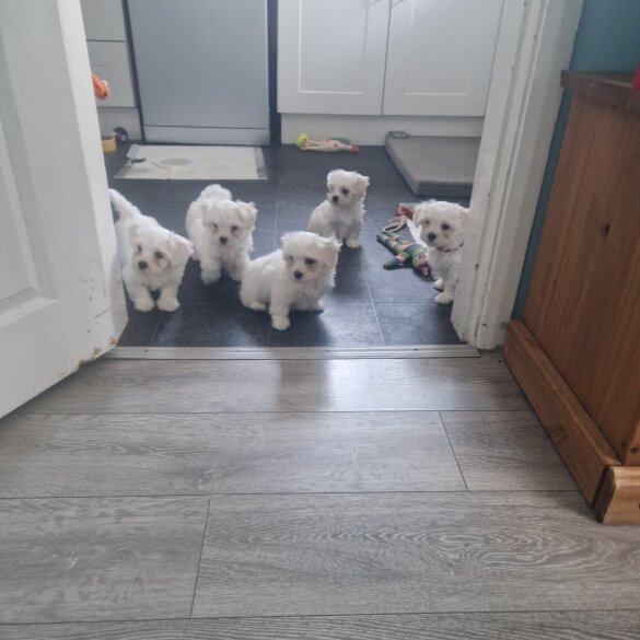Maltese - Both
