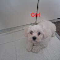 Maltese - Both