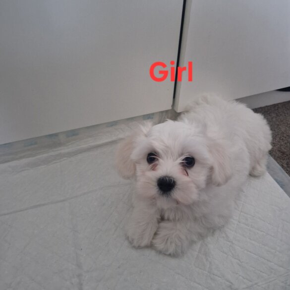 Maltese - Both