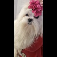 Maltese