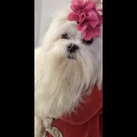 Maltese