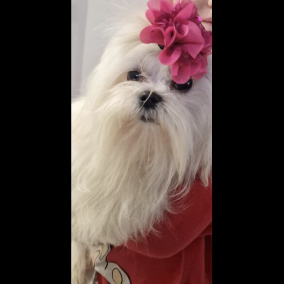 Maltese