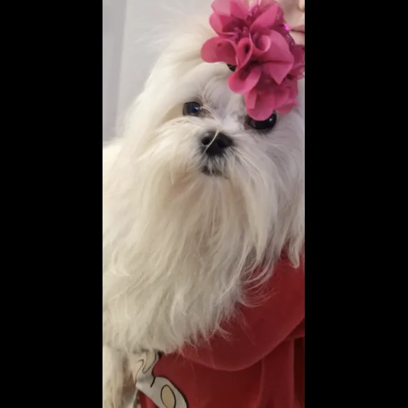 Maltese