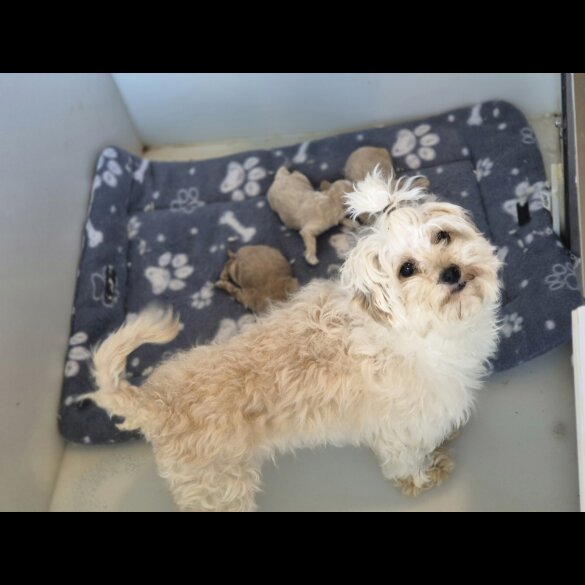 Maltipoo - Both