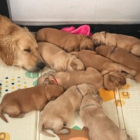 Golden Retriever - Both