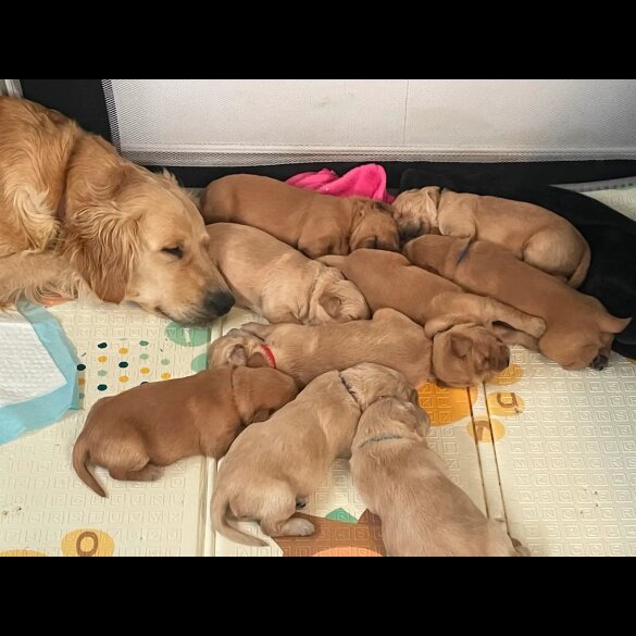 Golden Retriever - Both