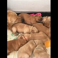 Golden Retriever - Both