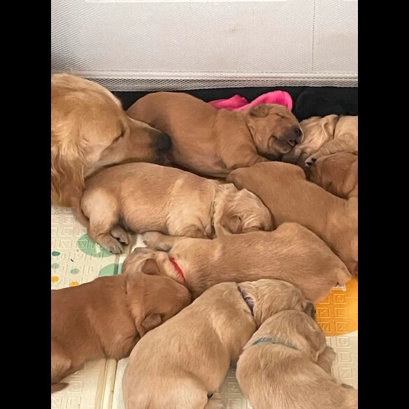 Golden Retriever - Both