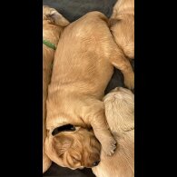 Golden Retriever - Both