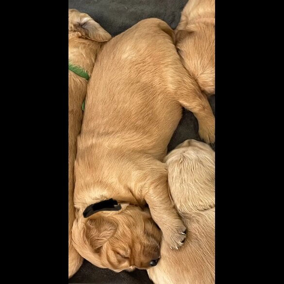 Golden Retriever - Both