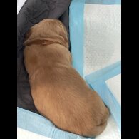 Golden Retriever - Both