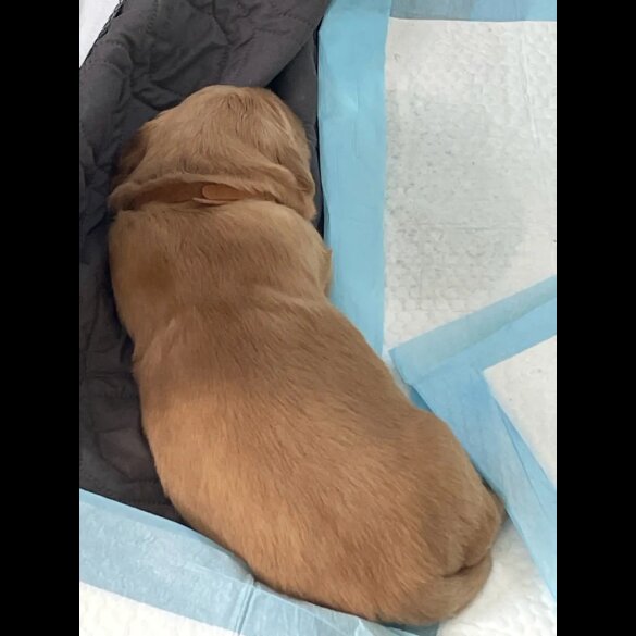 Golden Retriever - Both