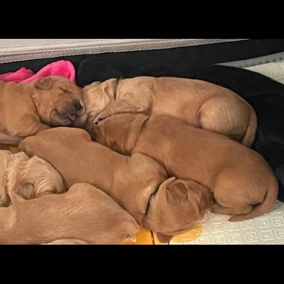Golden Retriever - Both