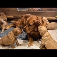 Golden Retriever - Both