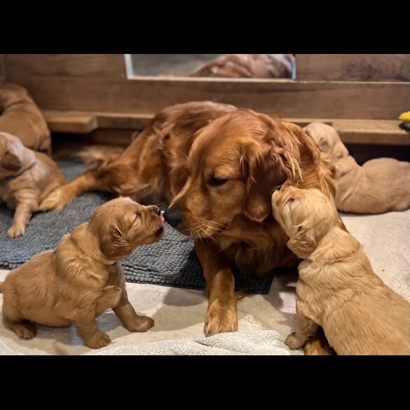 Golden Retriever - Both