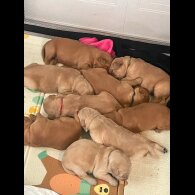 Golden Retriever - Both