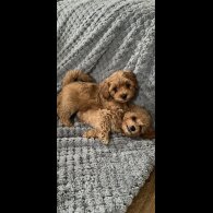 Cavachon - Both