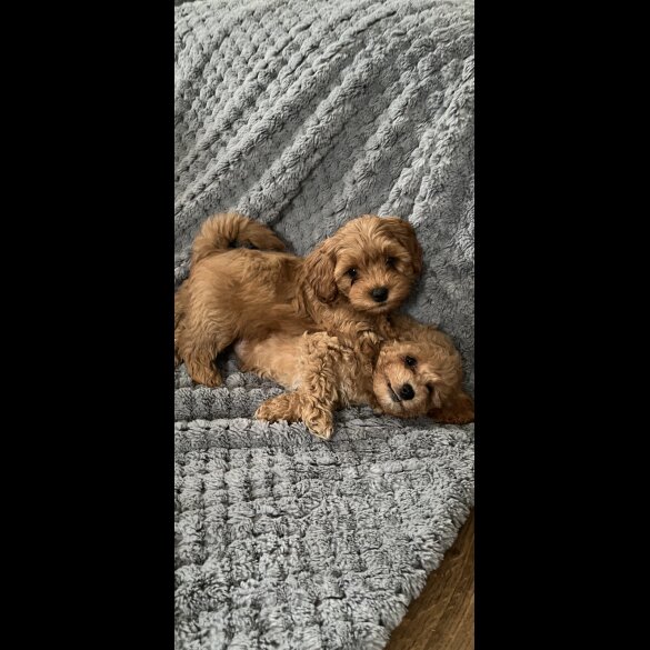 Cavachon - Both