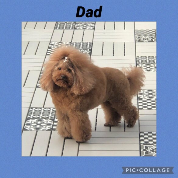Cavachon - Both