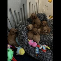 Cavachon - Both