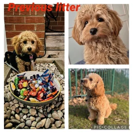 Cavachon - Both