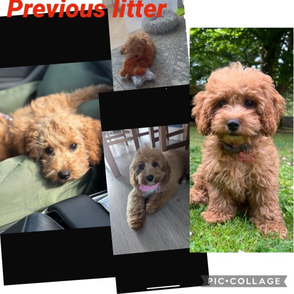 Cavachon - Both