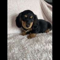 Dachshund (Standard &amp; Miniature) - Both