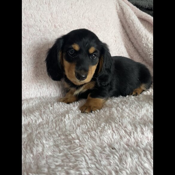 Dachshund (Standard &amp; Miniature) - Both