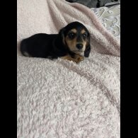 Dachshund (Standard &amp; Miniature) - Both