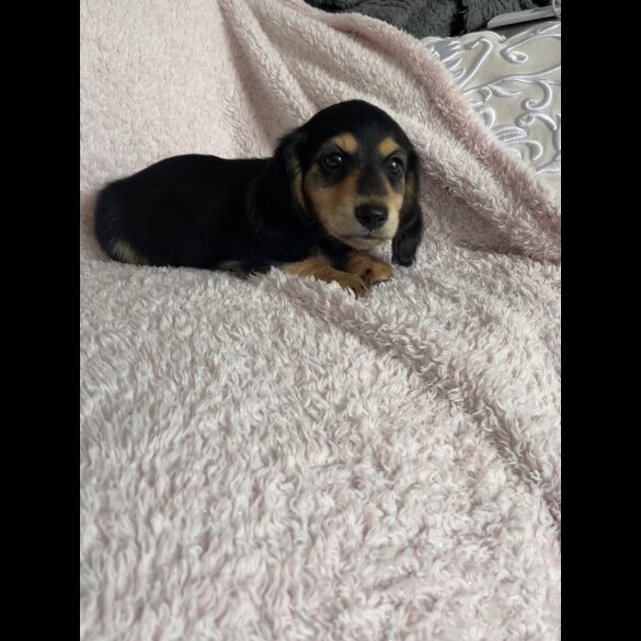 Dachshund (Standard &amp; Miniature) - Both