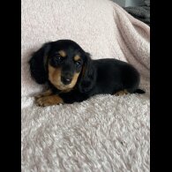 Dachshund (Standard &amp; Miniature) - Both