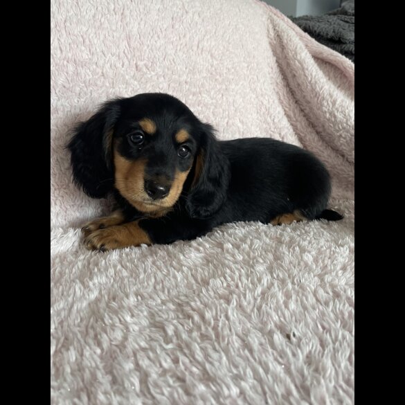 Dachshund (Standard &amp; Miniature) - Both