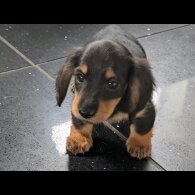 Dachshund (Standard &amp; Miniature) - Both