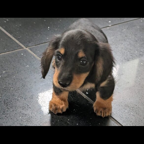 Dachshund (Standard &amp; Miniature) - Both