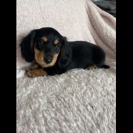 Dachshund (Standard &amp; Miniature) - Both