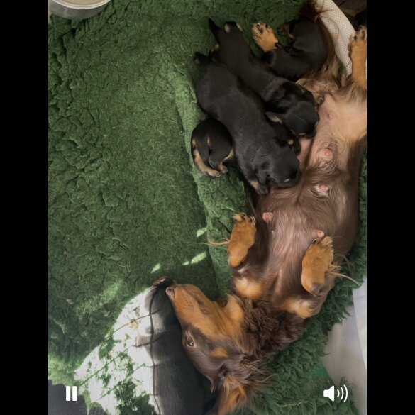 Dachshund (Standard &amp; Miniature) - Both