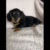 Dachshund (Standard &amp; Miniature) - Both