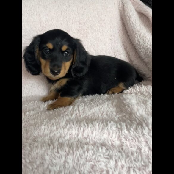 Dachshund (Standard &amp; Miniature) - Both